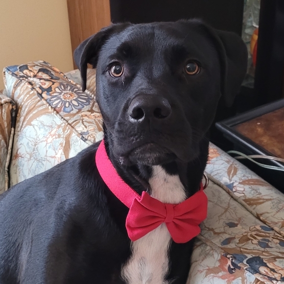 Red canvas bowtie dog collar 10-16". MidLee Medium - Picture 4 of 4